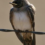 Cliff Swallow